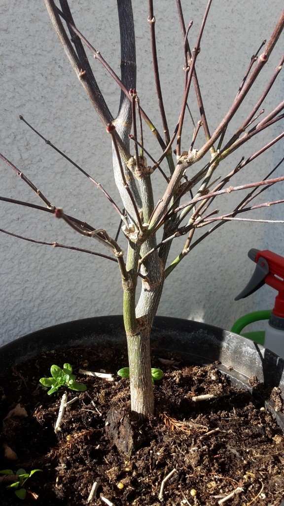 Front, leicht gedreht 2