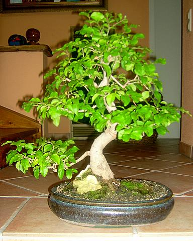 Ligustrum_vorne.JPG