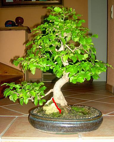 ligustrum_vorne.jpg