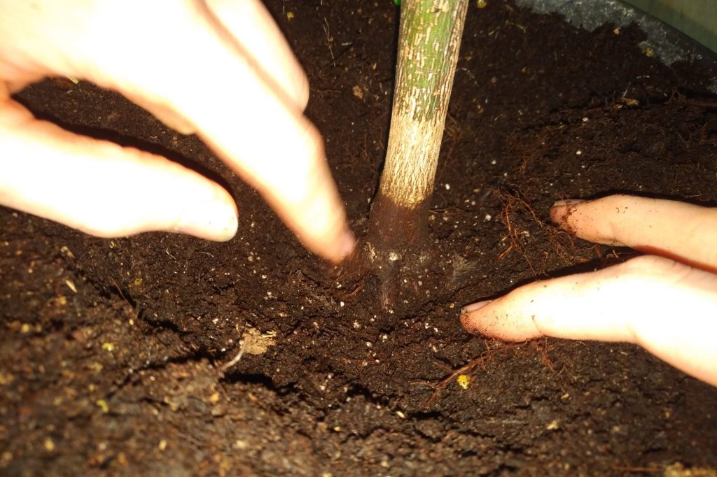 Wurzelansatz Bilder 2