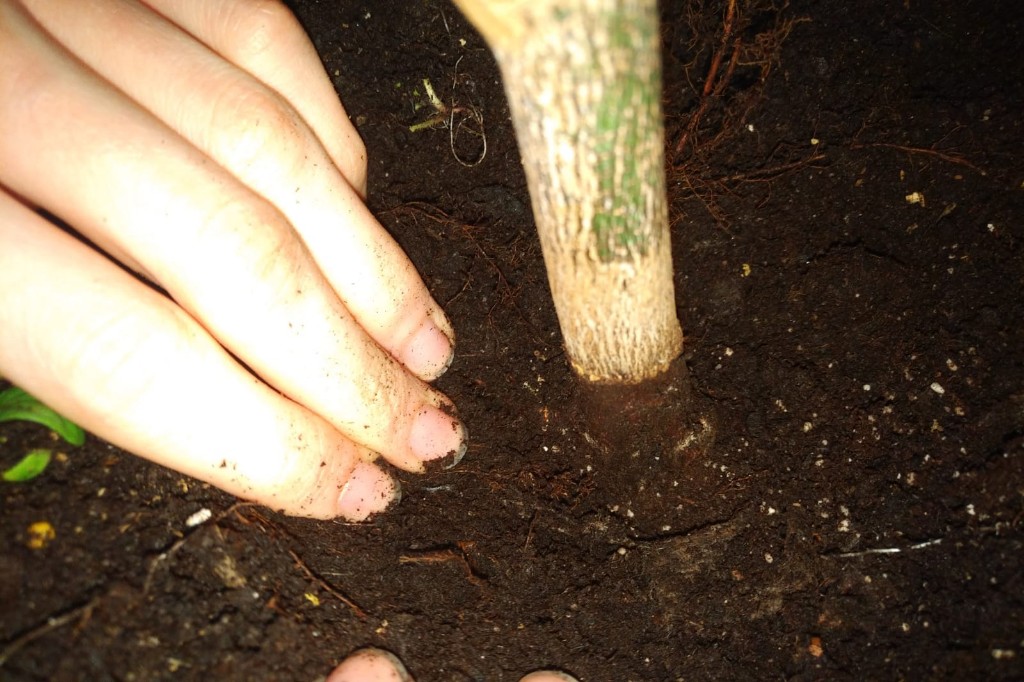 Wurzelansatz Bilder 4