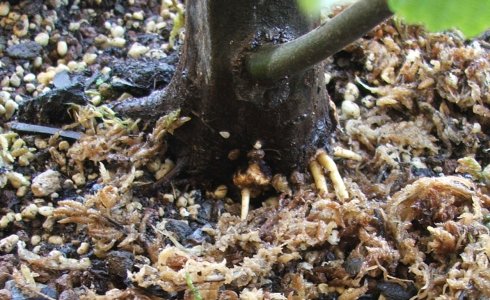Wurzelbildung bei Carpinus betulus
