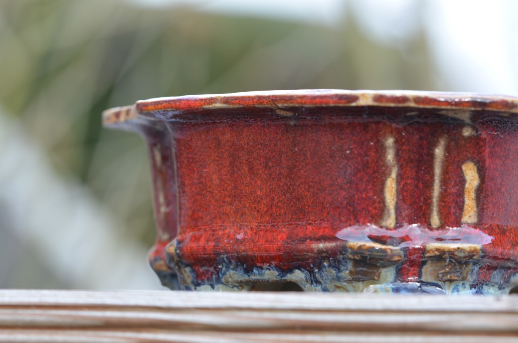 DSC_7910.JPG