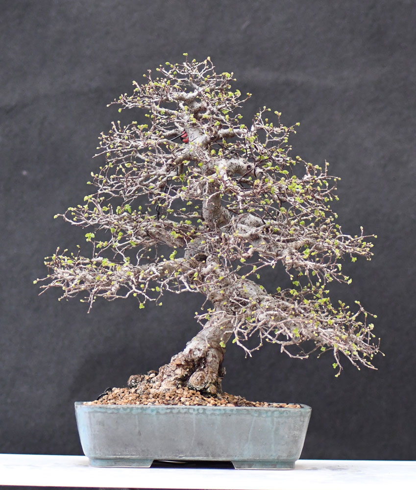 Chinaulme0319A.jpg
