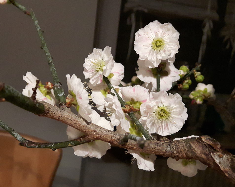 Ume 01.jpg