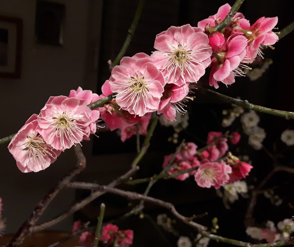 Ume 02.jpg