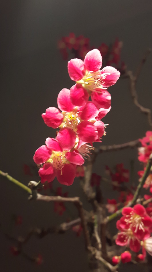 Ume 03.jpg