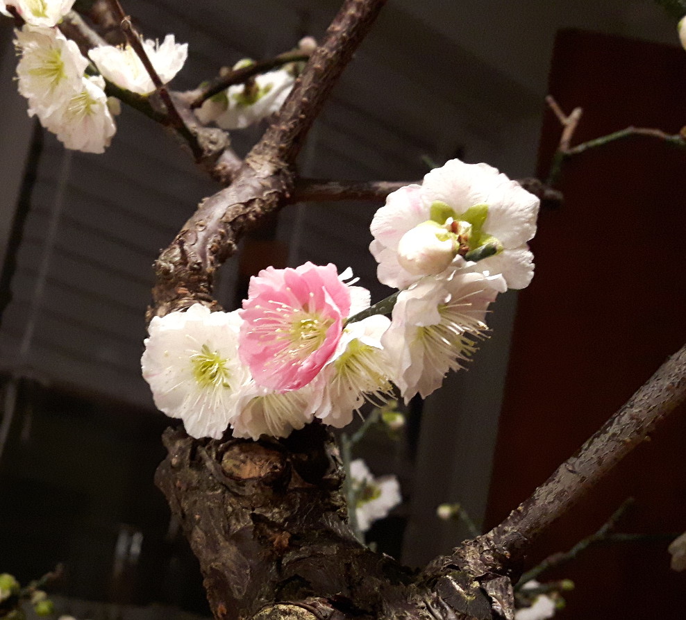 Ume 04.jpg