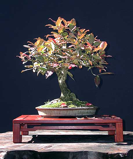 Dscn6157v.jpg