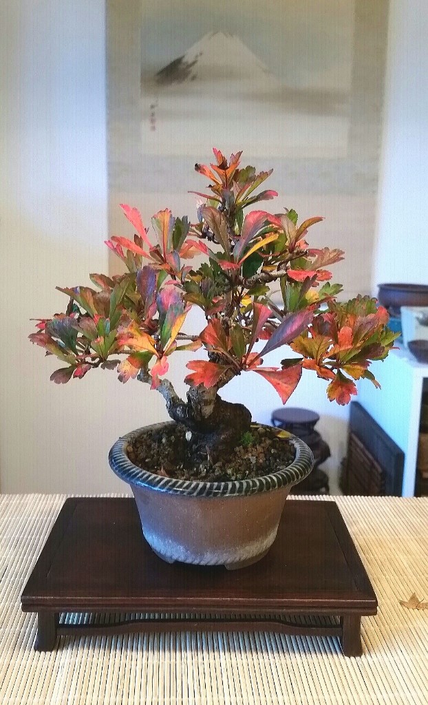 Baum im Herbst