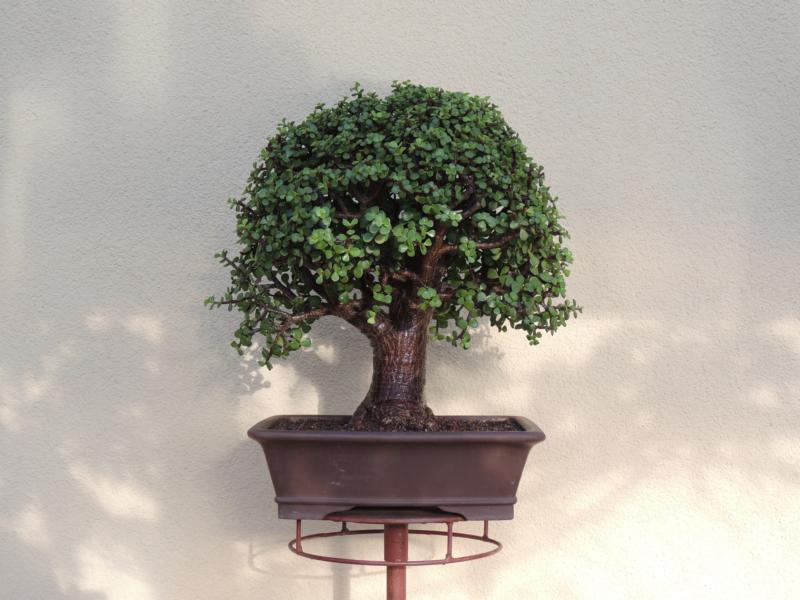 JADE.JPG
