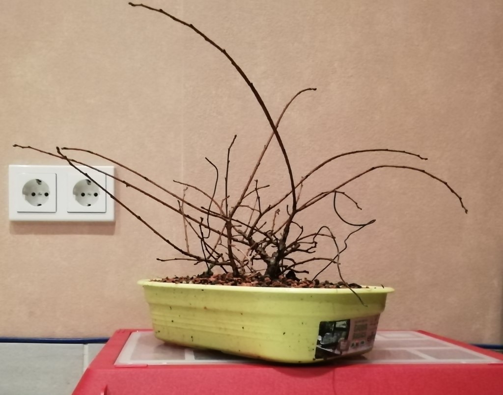 Pinky - Nr. 5 15.03.2019