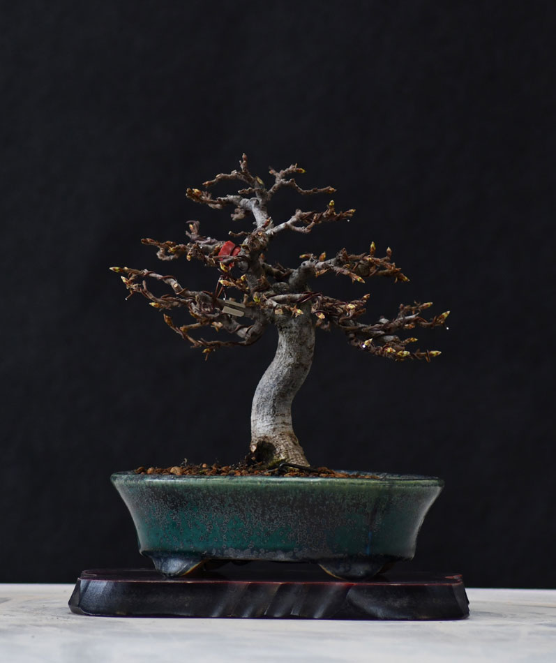 Buche-mini0319A.jpg