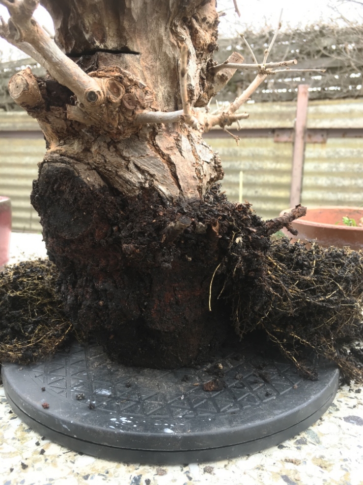 Tote Seite des Baumes