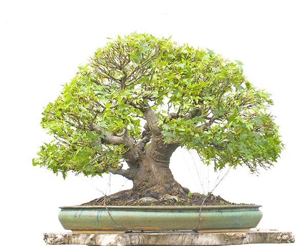2010-05-NSC_9792v.jpg