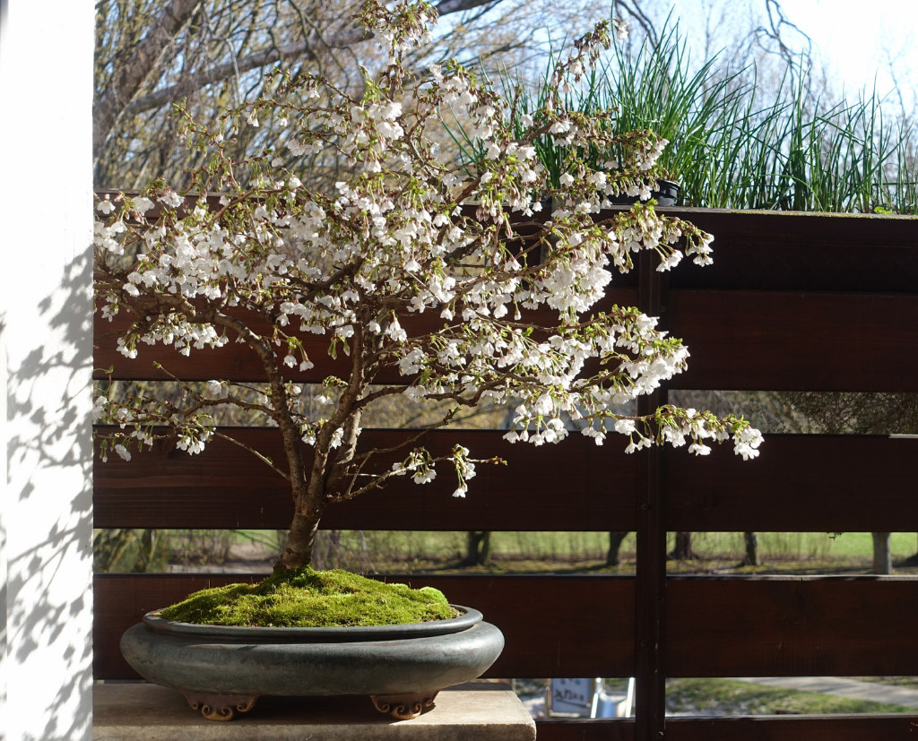Fuji-Kirsche Prunus incisa ‘Kojou-No-Mai’<br />März 2019   Schale: Peter Krebs
