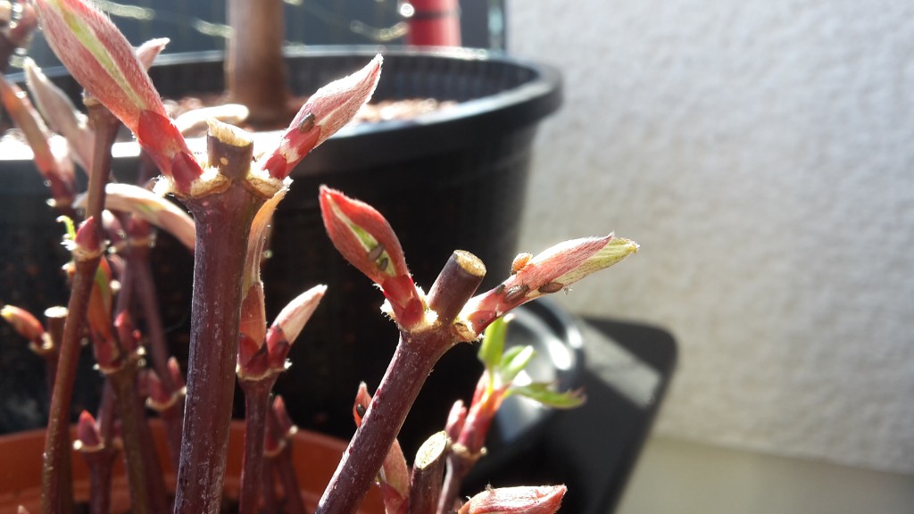 2019-03-22 14.20.06.jpg