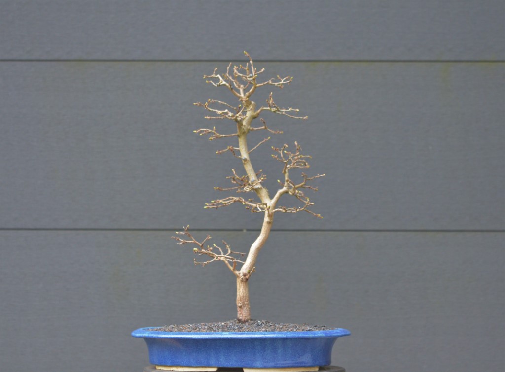Kor. Hainbuche