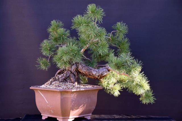 Sylvestris  März 2019