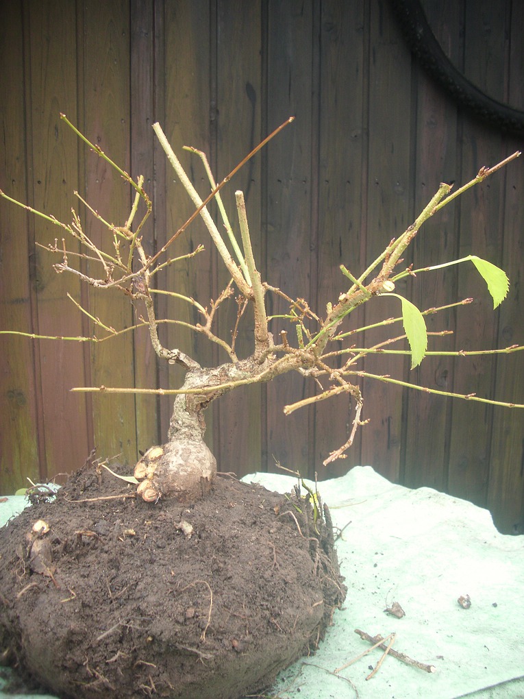 comp_BonNov20015 (94).jpg