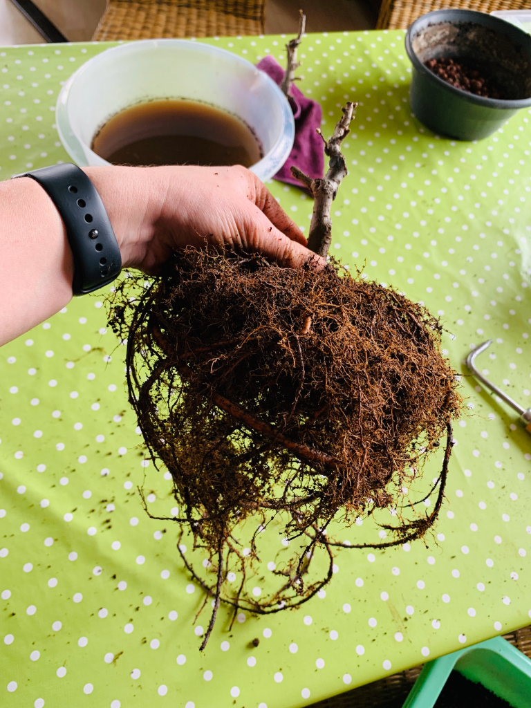 Nr 17 März 2019, Wurzelballen nach 1 Saison Kunststoffpott