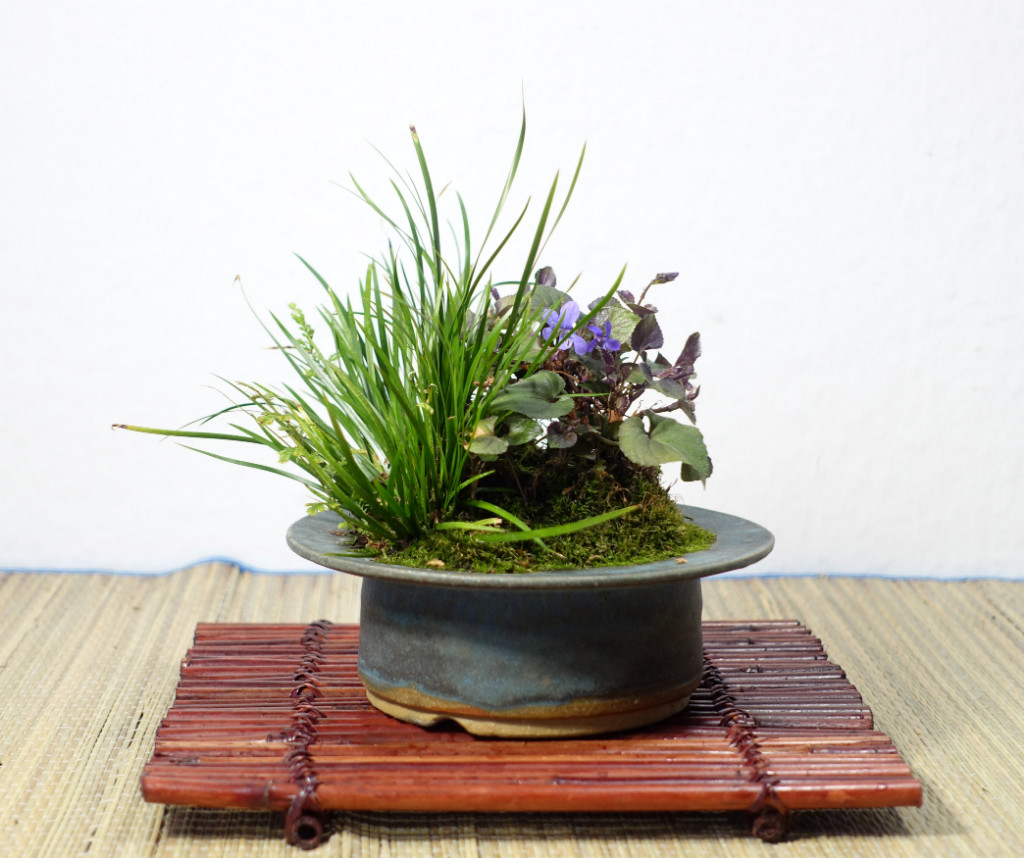 Kusamono mit Grönland-Veilchen und Gras-Kalmus<br />Schale: HH