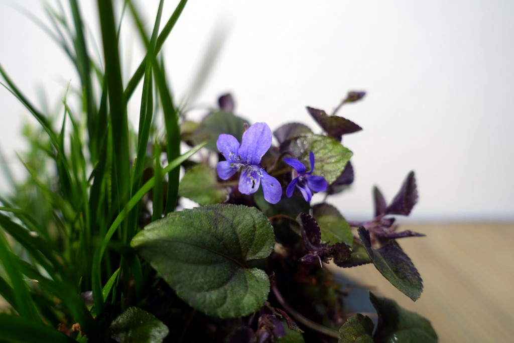 Blüten-Detail