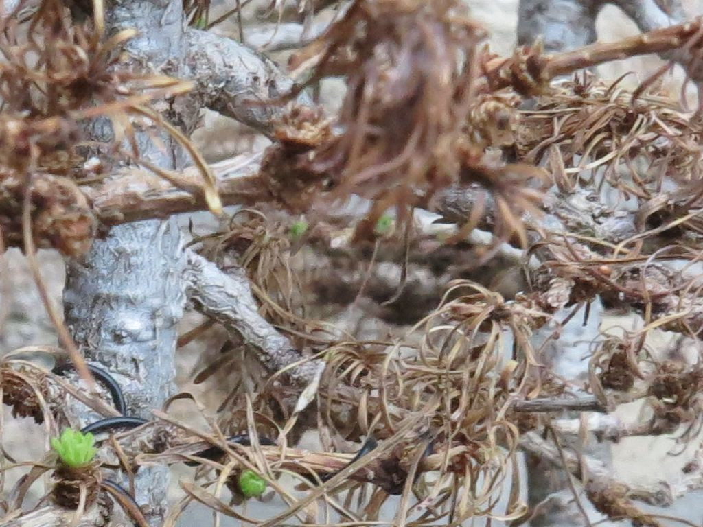 2019-03-26_knospen2.jpg