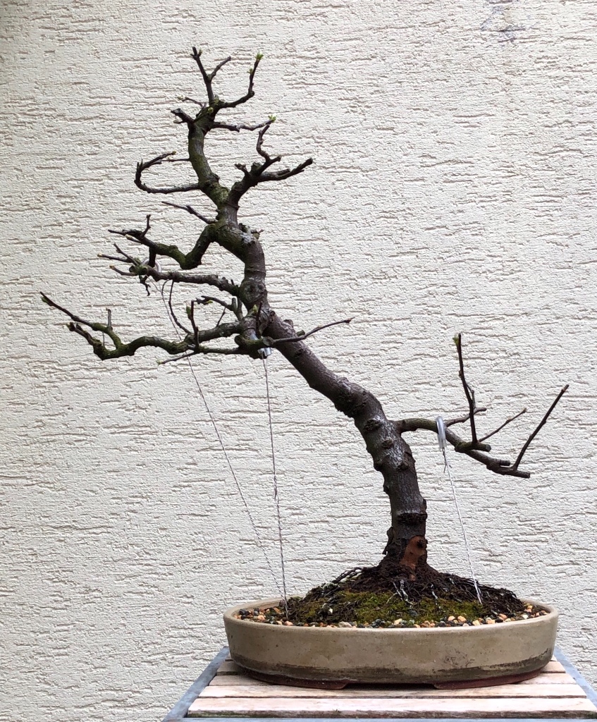 Cydonia oblonga