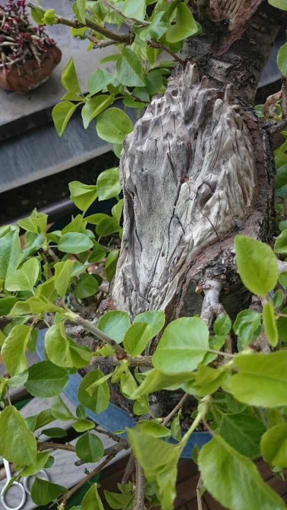 DSC_6106.JPG