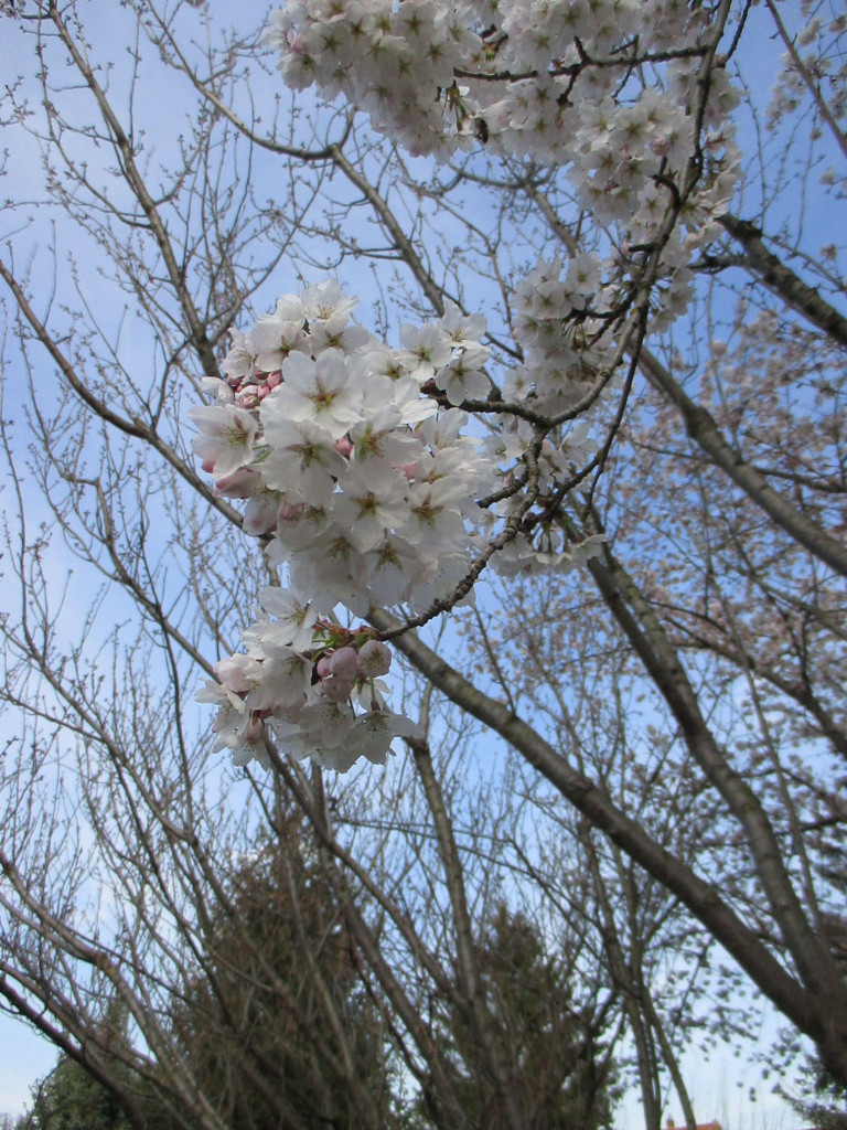 IMG_1389.JPG