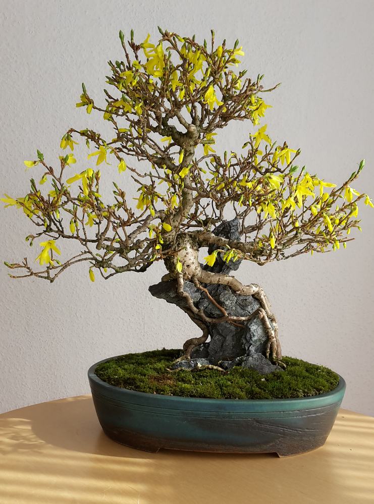 Forsythie04_19.jpg