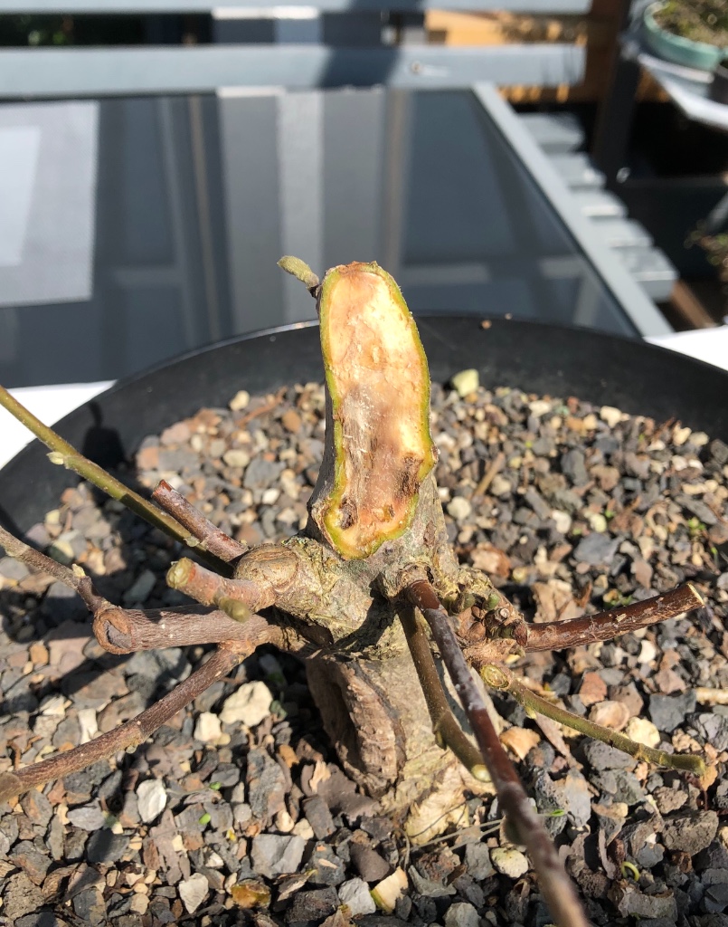 März 2019   ins gesunde Holz zurückgeschnitten
