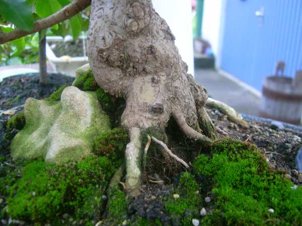 ....und der liguster