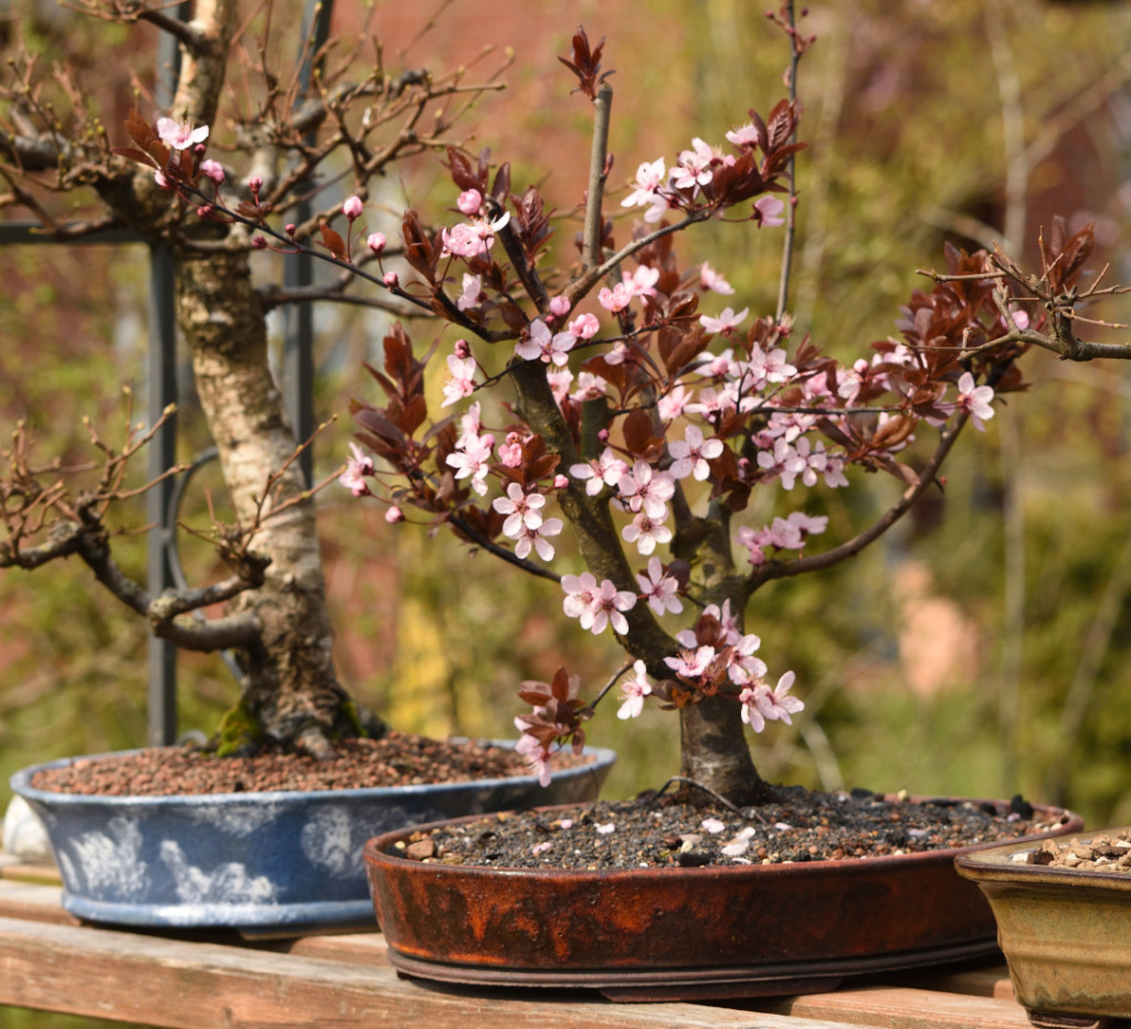 Prunus cerasifera "nigra"<br />Schale: Marc Berenbrinker