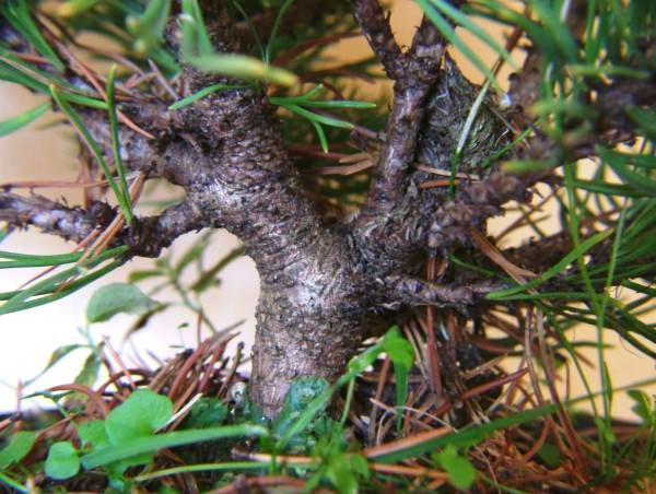 makro ansich des stammes
