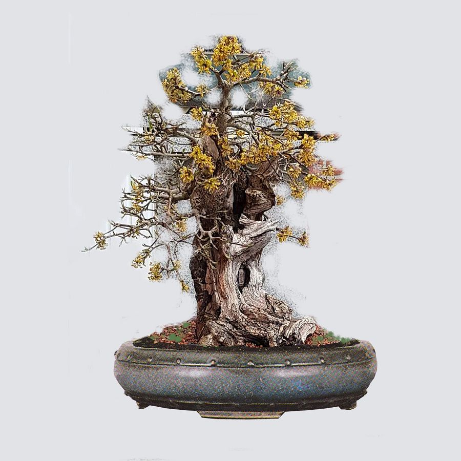 k-Norbert 04 fix.jpg