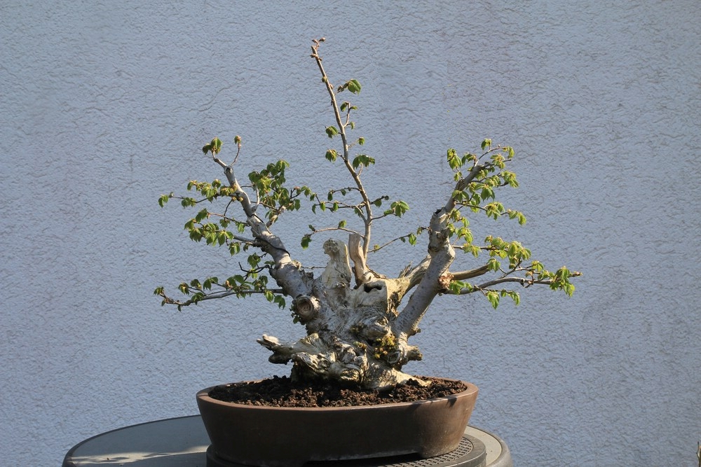 Schnittvorschlag