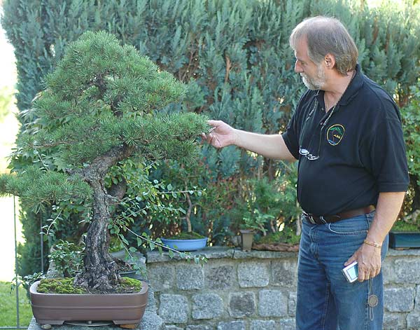 JD bewundert reife P. sylvestris