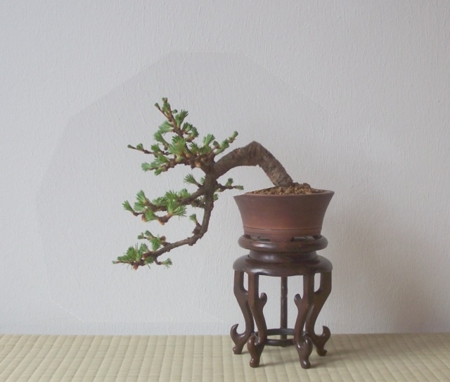 larix_sanne_2.jpg