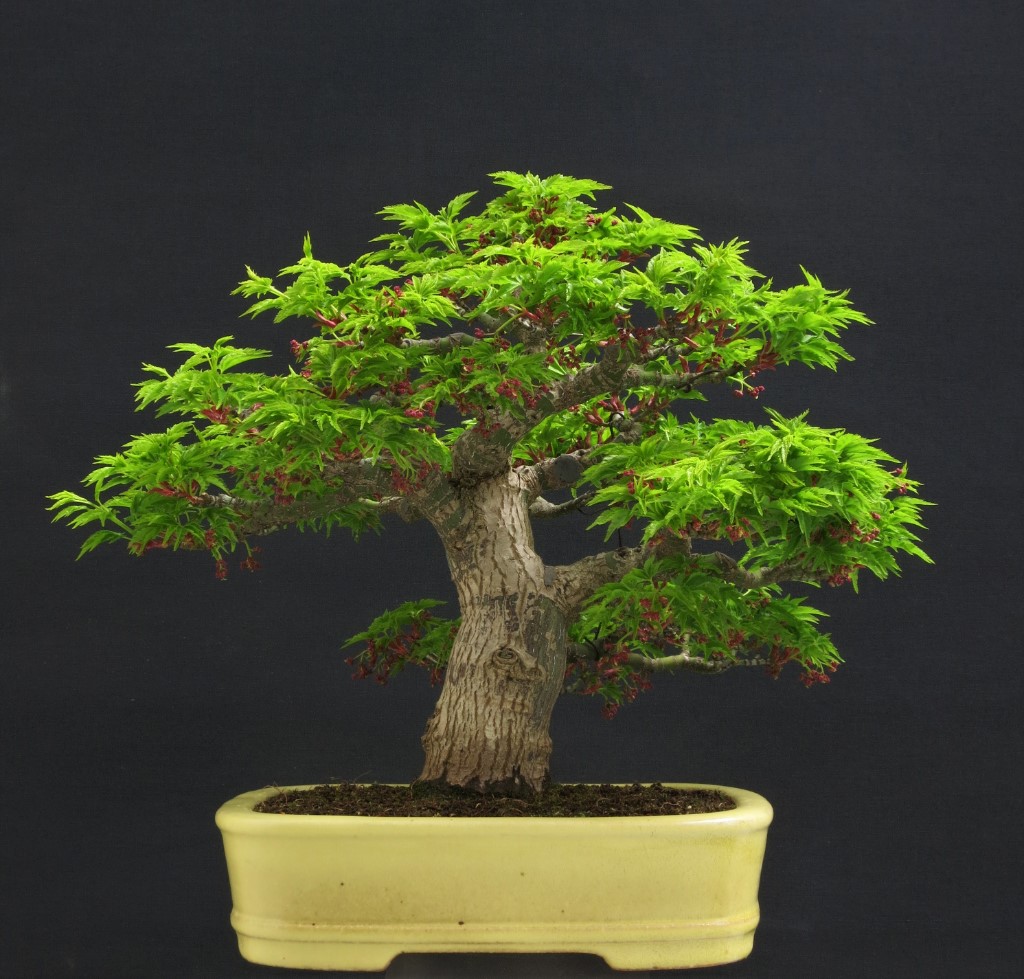 Shishi 19.04.2019.JPG