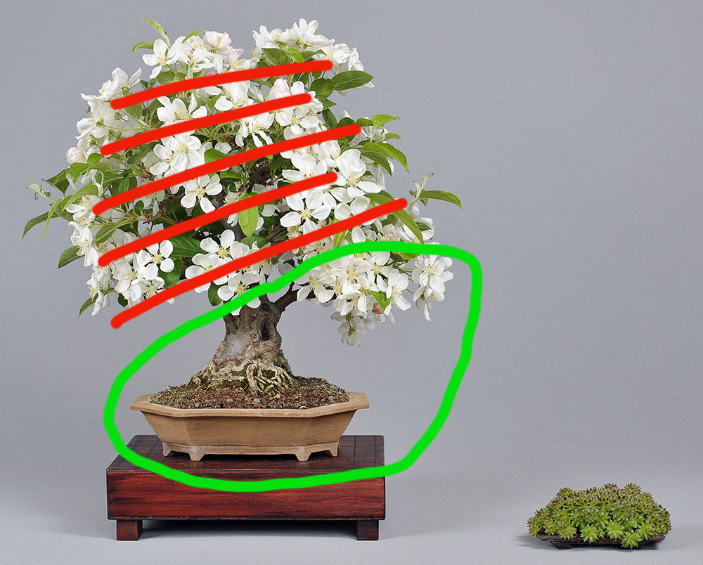 malus_schmieda_0416_1.jpg