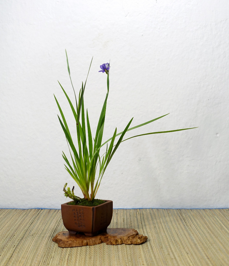 blaue Binsenlilie mit Tannenwedel<br />Schale Peter Krebs