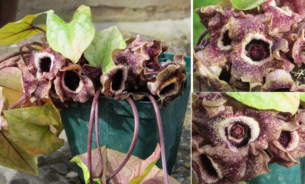 Asarum-splendens.jpg
