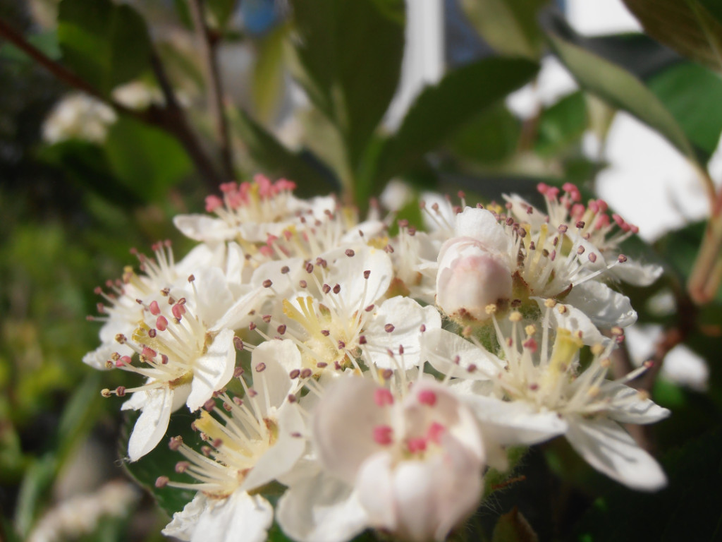 Aronia