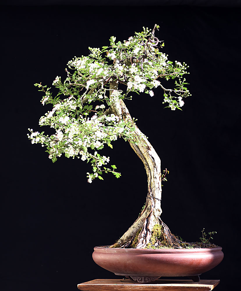 hawthorn.jpg