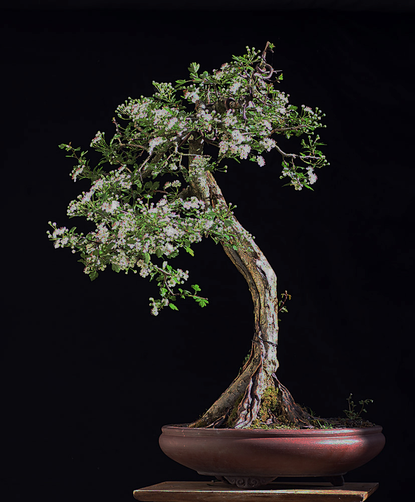 hawthorn.jpg