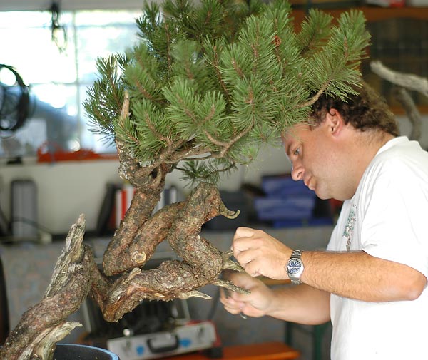 Wolfgang mit seinem bescheidenen  Workshopbaum
