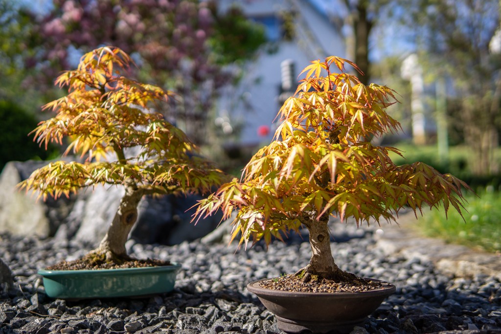 Abgemooster Nebenstamm - April 2019