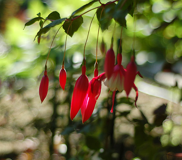 Dsc_5734v.jpg